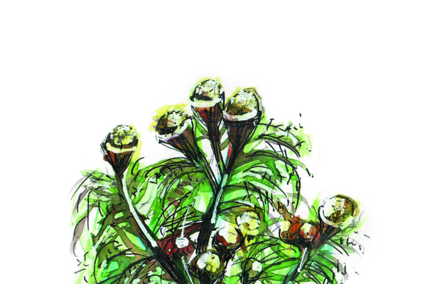 RAVI LOODUSEST: need tuntud taimed aitavad leevendada ärevust
