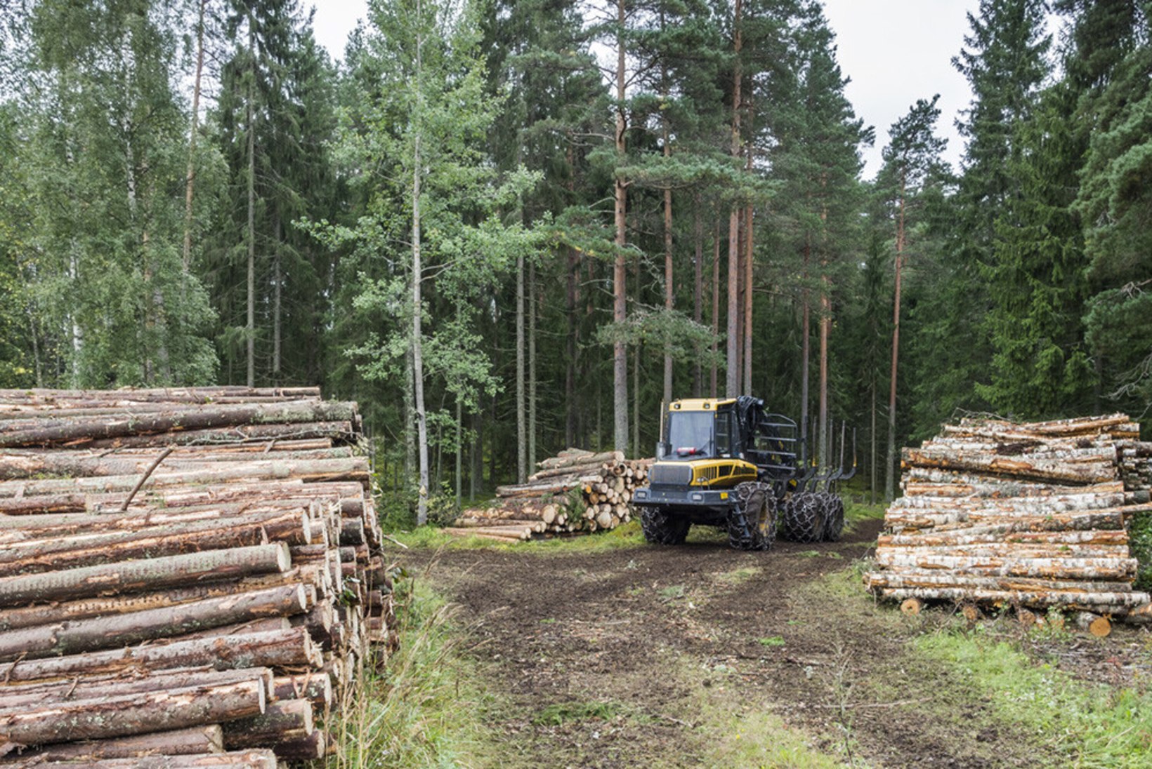 Metsa järgulisest majandamisest ja jätkukasvatuse raietest Soome näitel. II osa