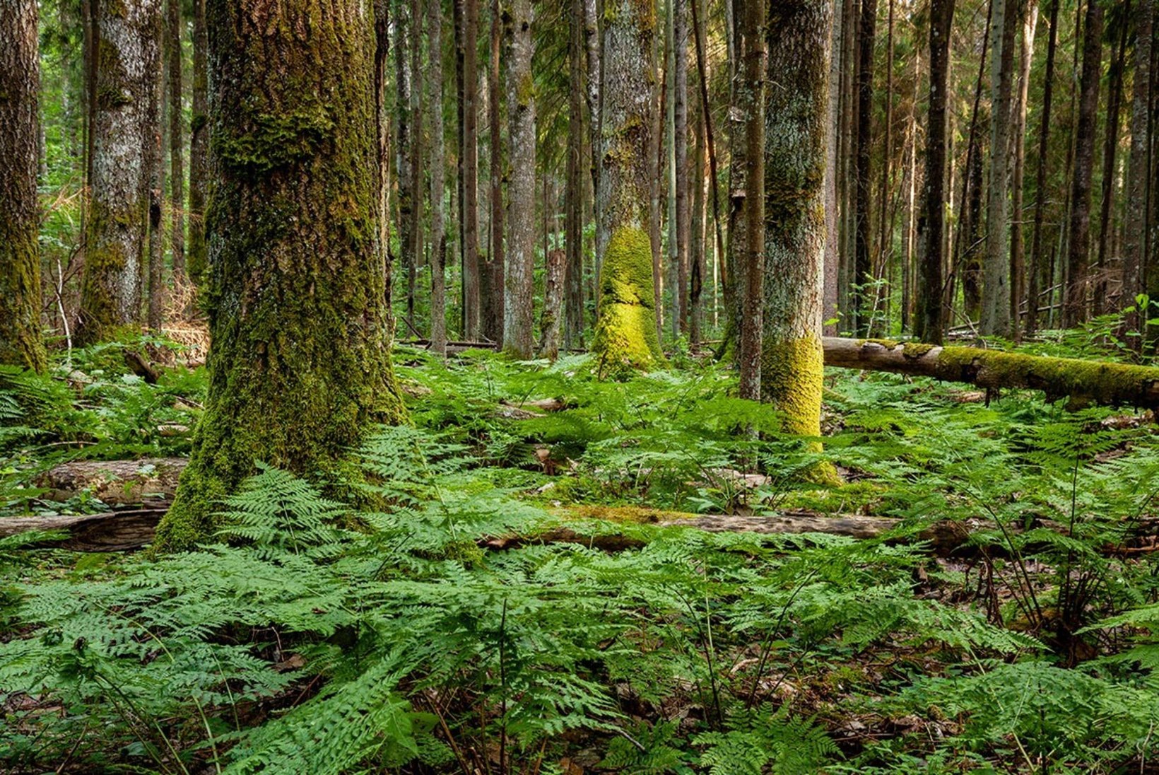 Doktoritöö: majandamata metsade struktuur on majandatud metsadega võrreldes heterogeensem