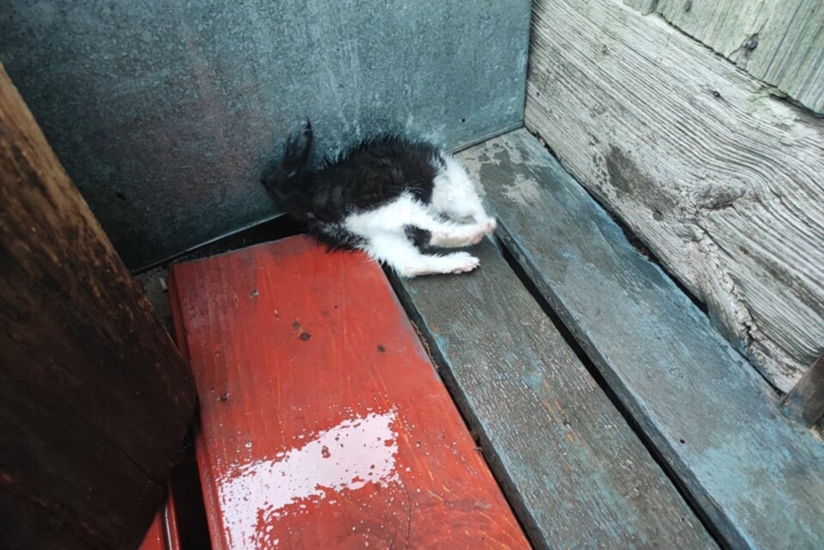 FOTOD | Päästjad abistasid õnnetusse olukorda sattunud kassipoega