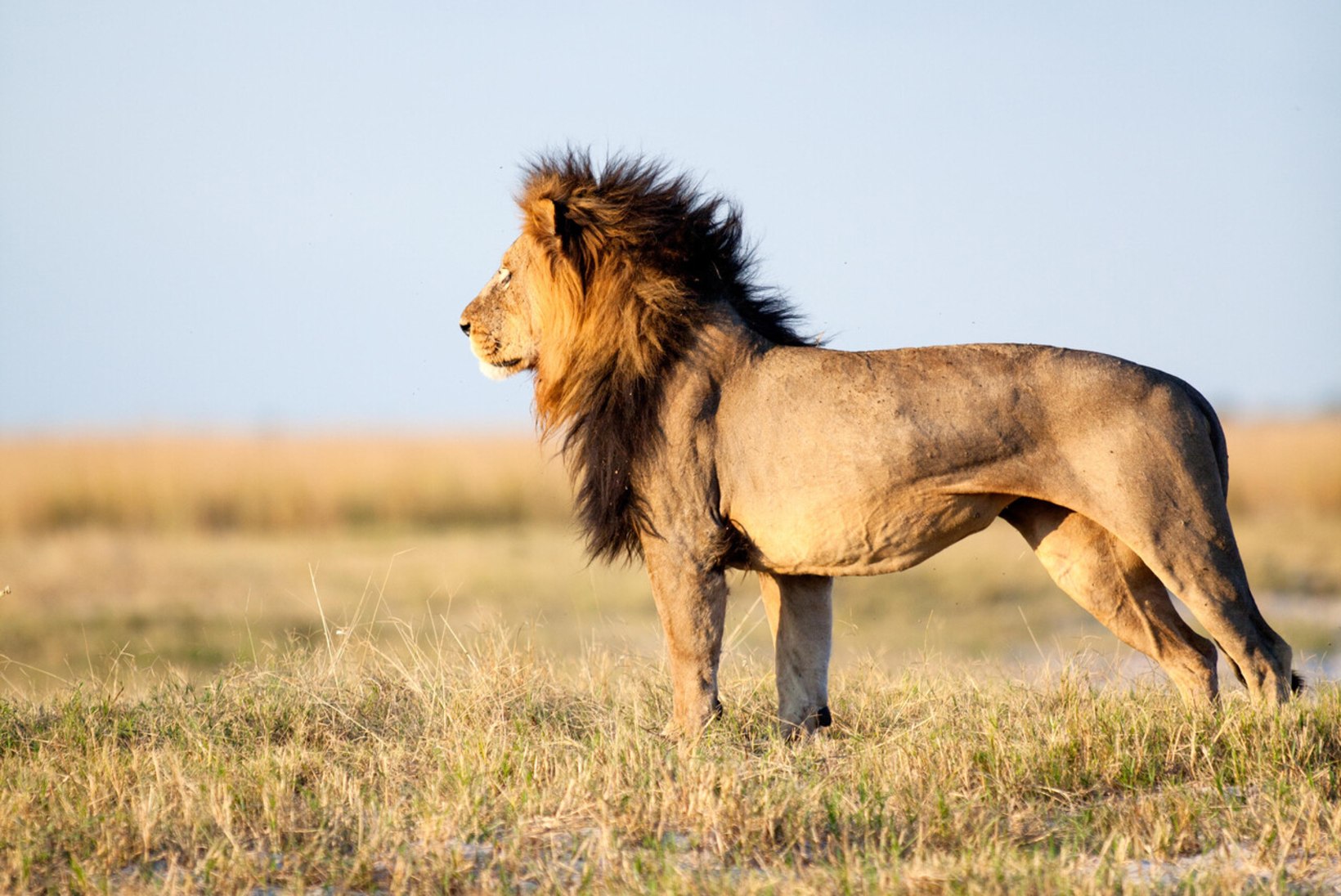 SUVINE ARMUHOROSKOOP | Lõvi kasutagu oma sisemist kompassi