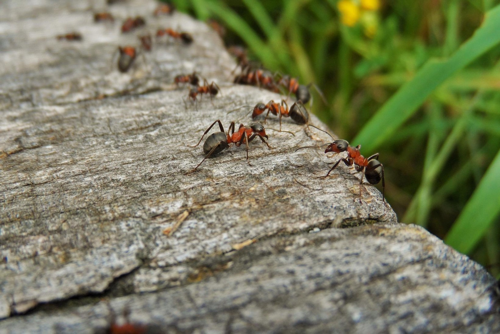 Sipelgad koduaias: kas nende pesa saab ümber kolida? 