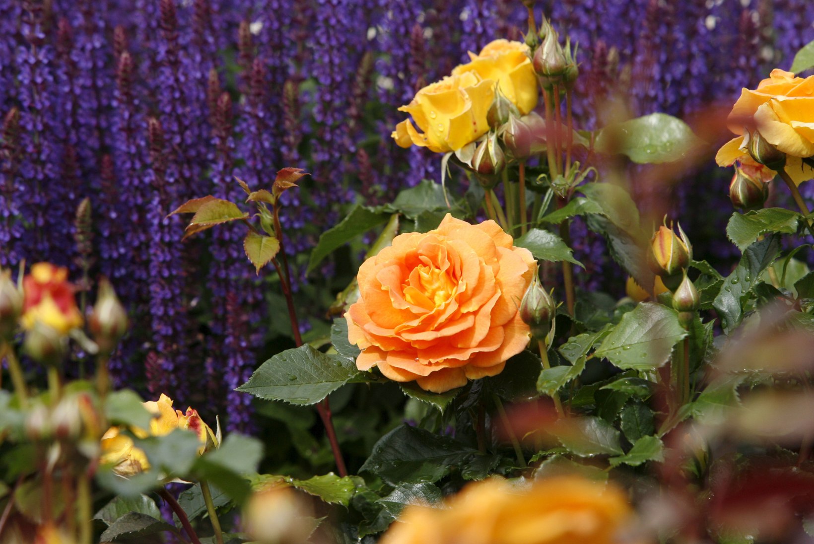 Aiatarkust infopäevalt: rooside ja püsikute kasvatamise saladused