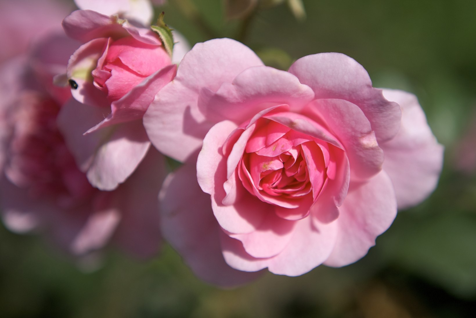 Aiatarkust infopäevalt: rooside ja püsikute kasvatamise saladused