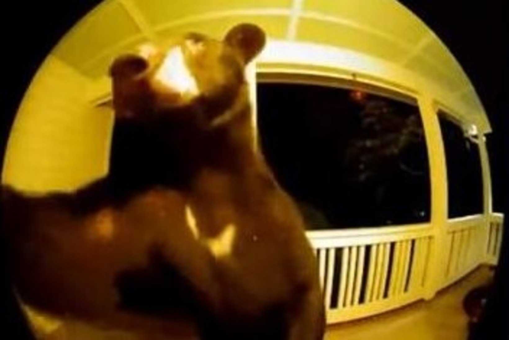 VIDEO | OOTAMATU KÜLALINE: karu käis öösel naise uksekella helistamas
