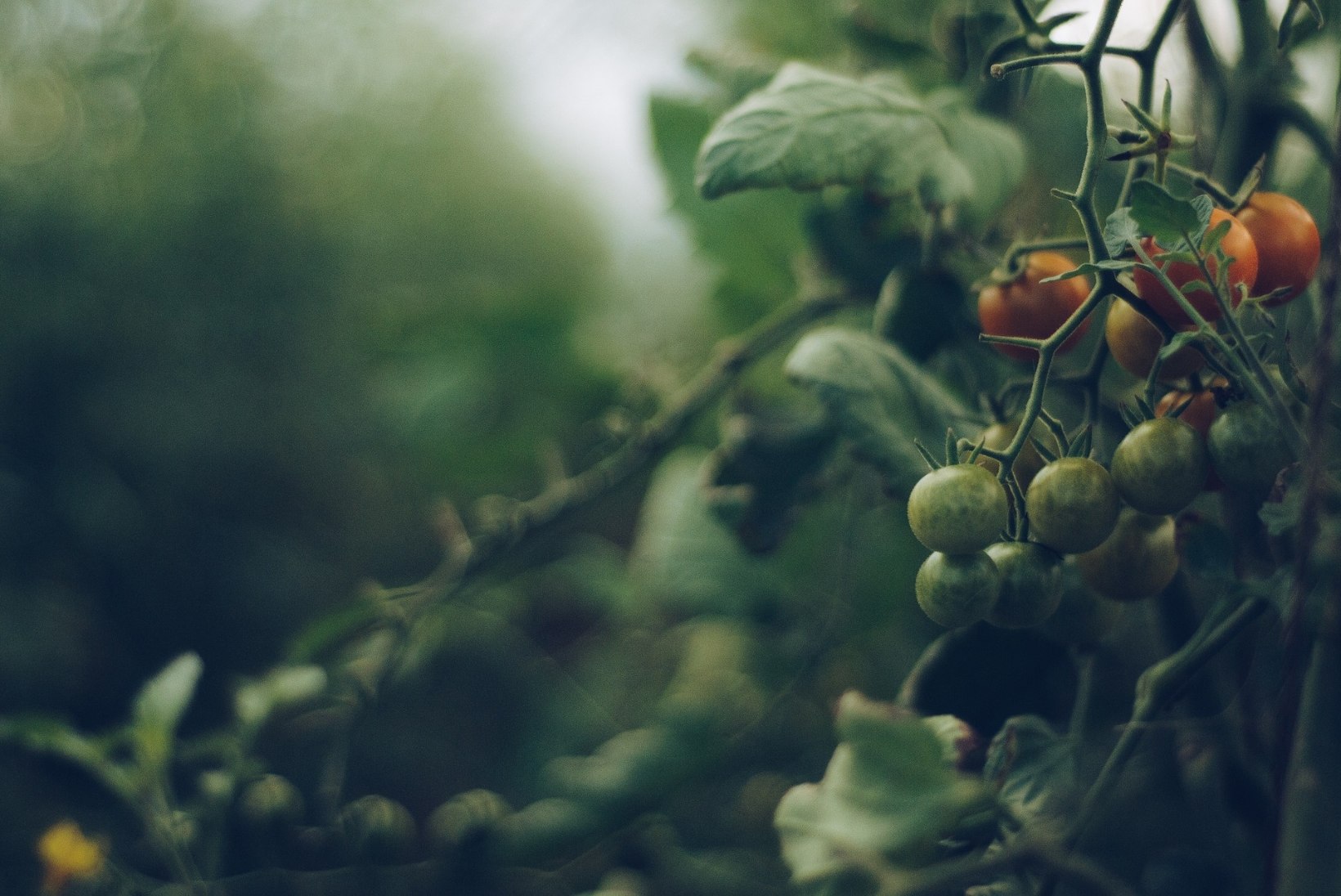 AEG KASVUHOONES ON KÜPS: mitmekülgne ja vitamiinirikas tomat