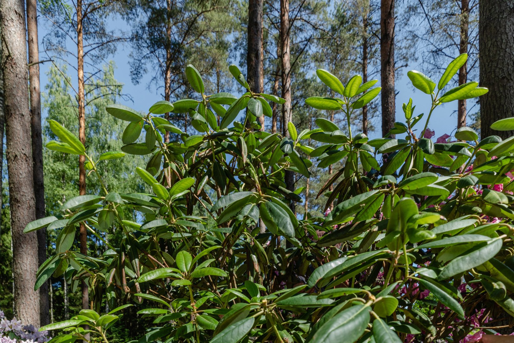 UNISTUSED TIKIVAD IGATSUSTELE LILLI: põhjalik rododendronite hooldamise ABC