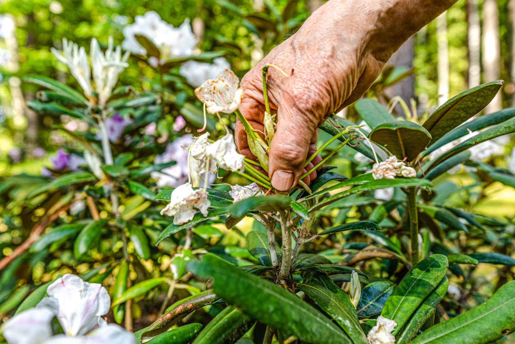 UNISTUSED TIKIVAD IGATSUSTELE LILLI: põhjalik rododendronite hooldamise ABC