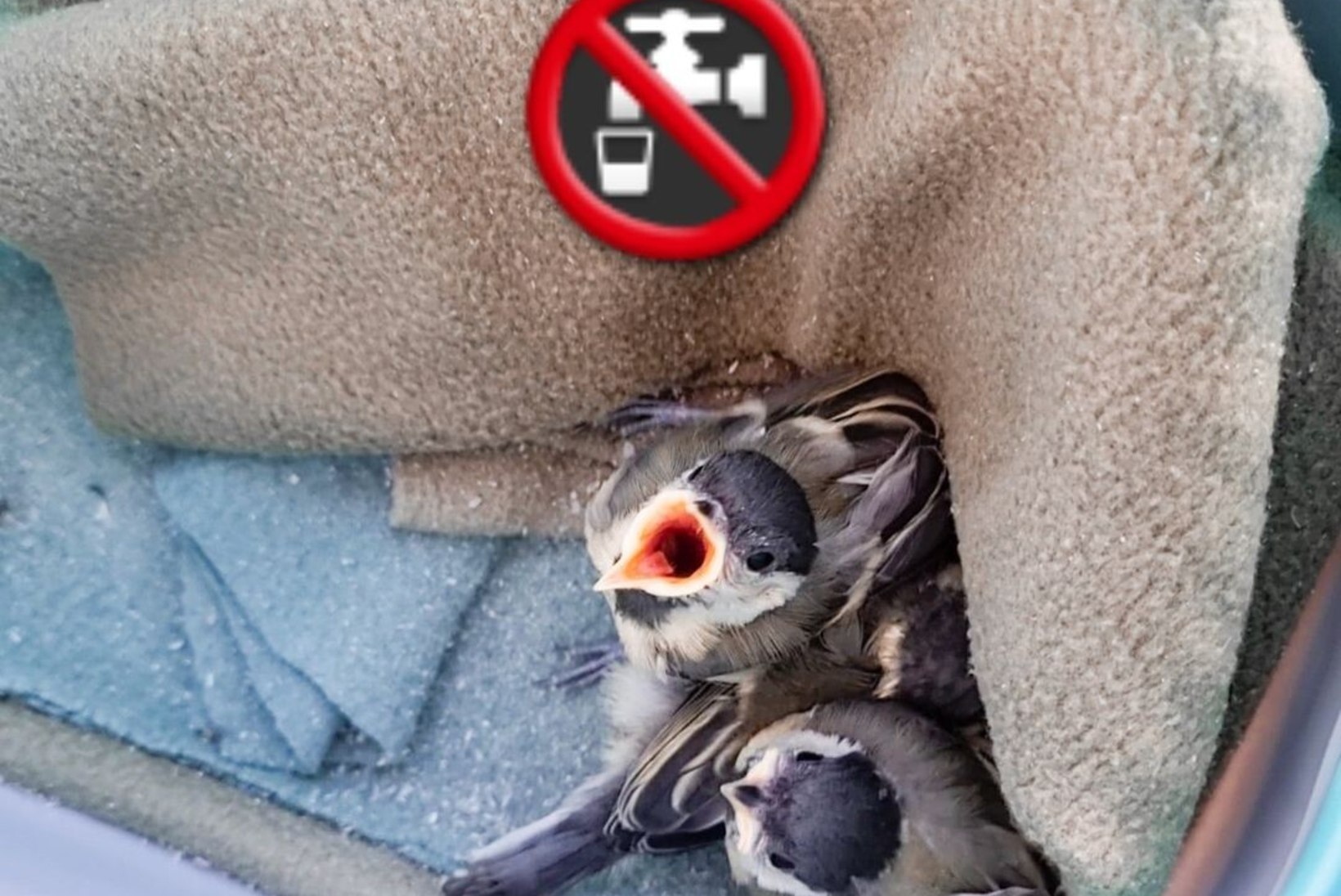 Metsloomaühing hoiatab: ära kunagi vala linnule vett nokka!