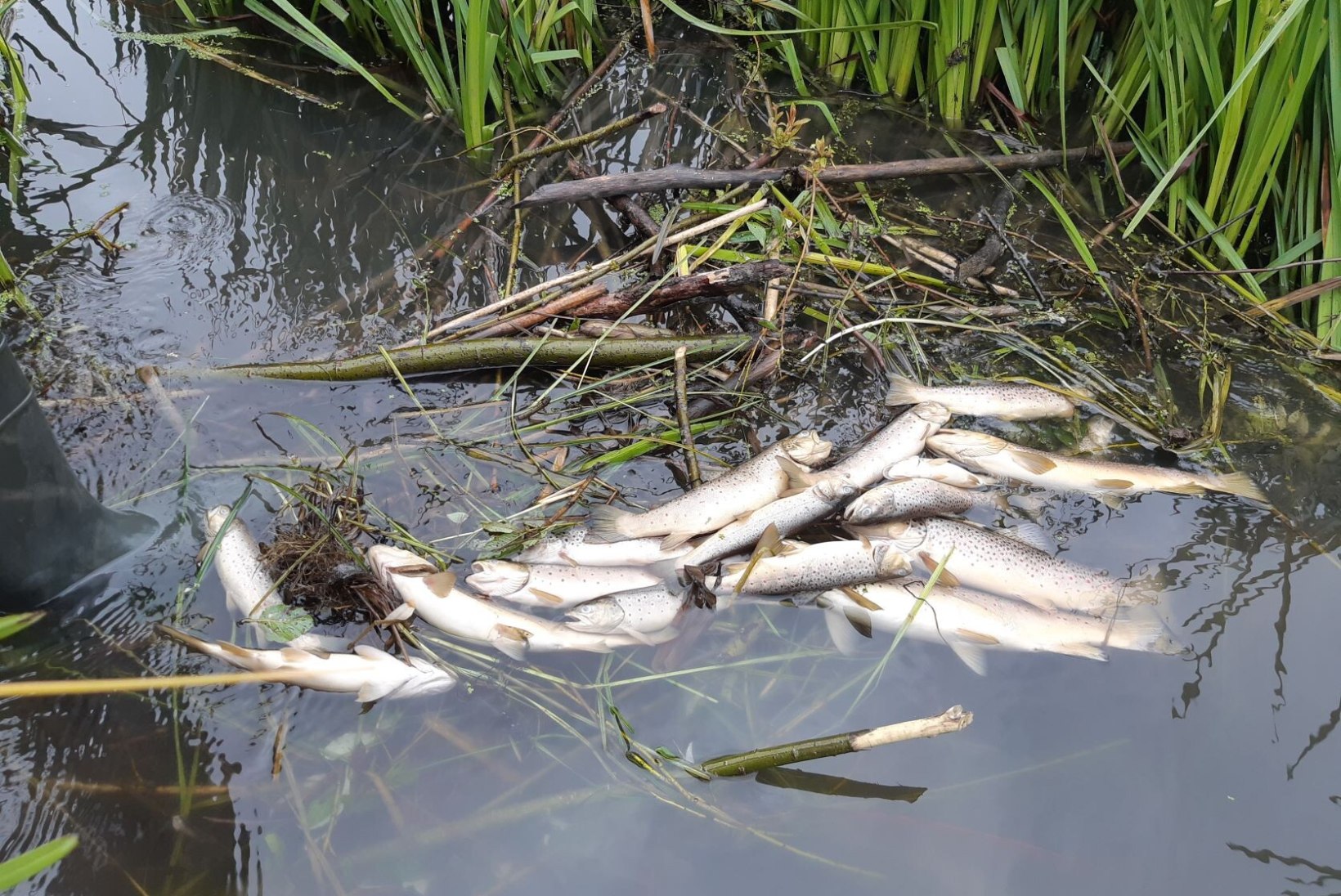 FOTO | Massiliselt hukkunud kalu: Umbusi jõkke lekkis silomahl