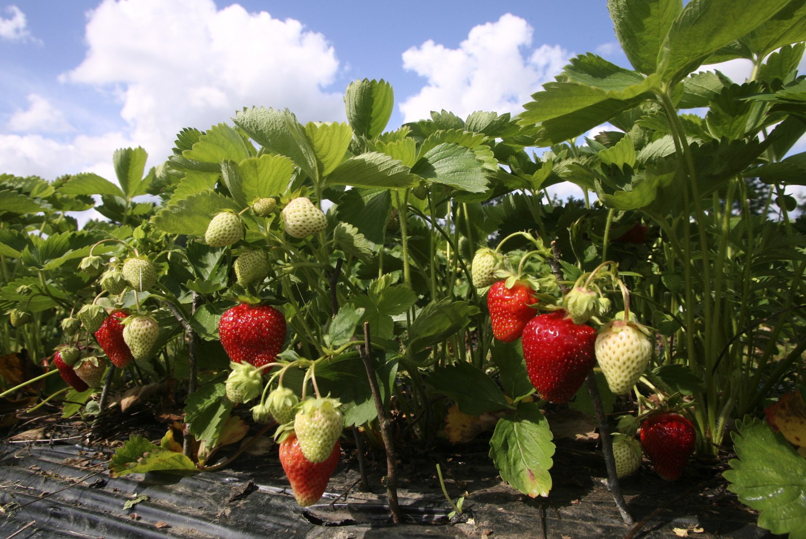 SEDA TÖÖD EI MAKSA UNUSTADA: maasikapeenar vajab hoolt