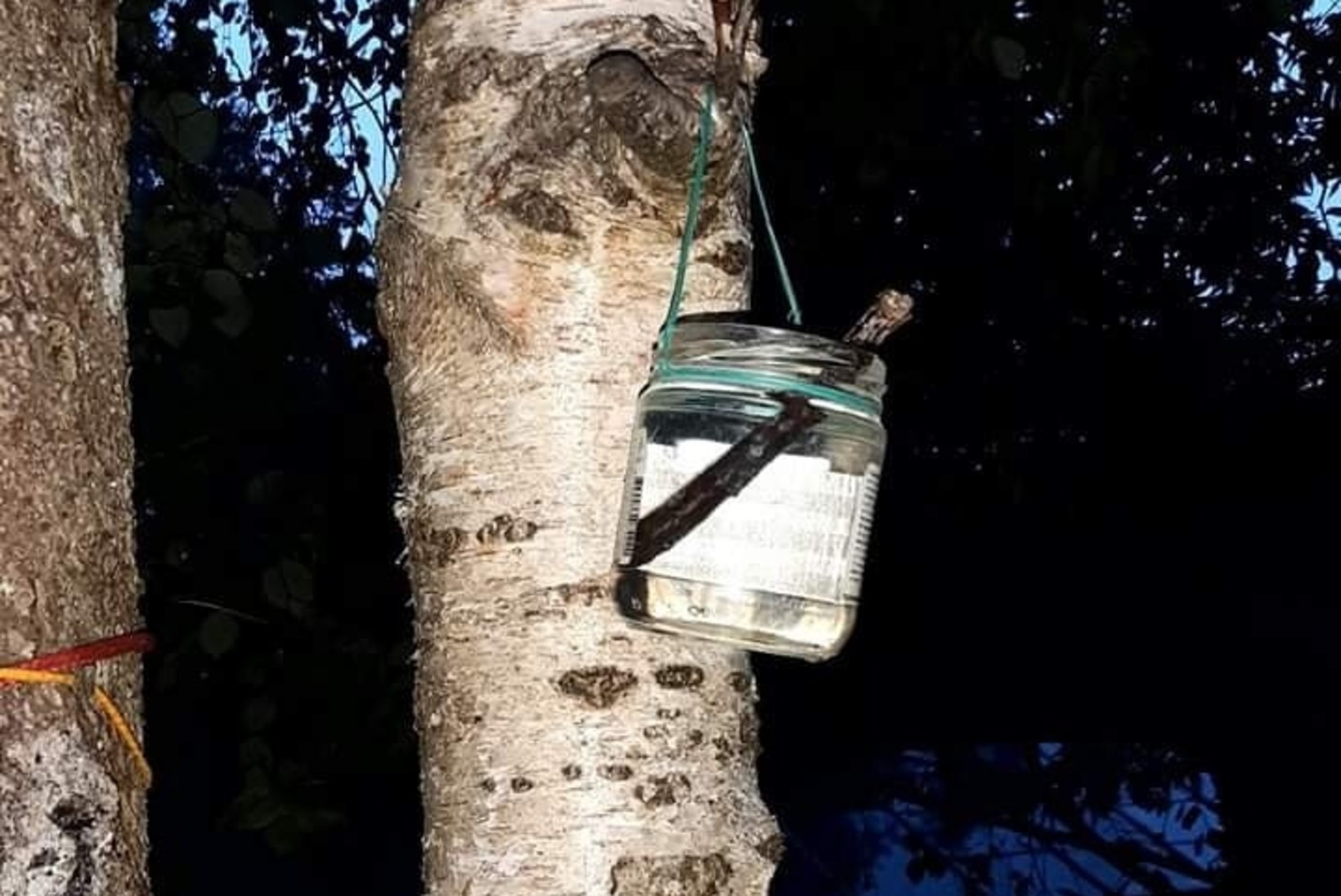 ANNA LINDUDELE JA LOOMADELE JUUA! Metsloomaühing kutsub üles puu otsa aja alla veekausse poetama