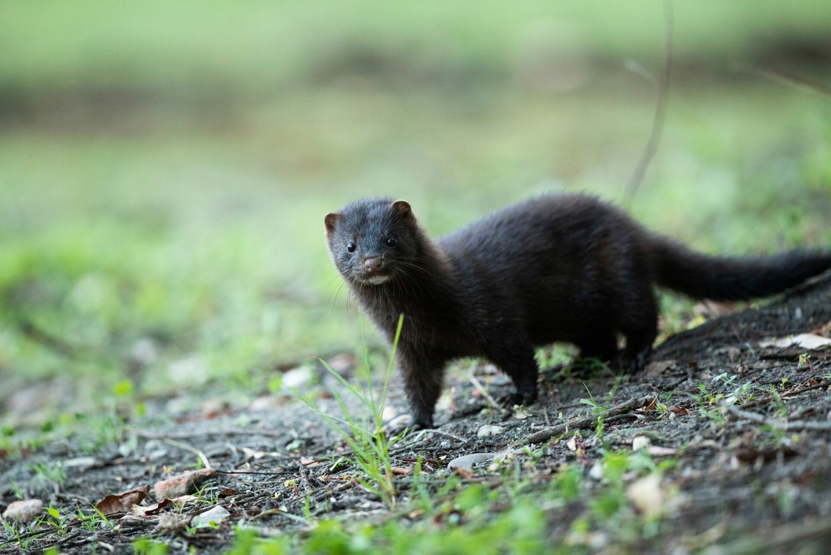 Võõrad hirved ja oravad võivad Eesti looduse peapeale keerata