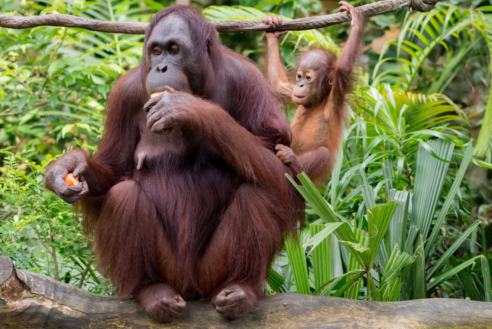 Lahedamad orangutanid kasutavad slängi