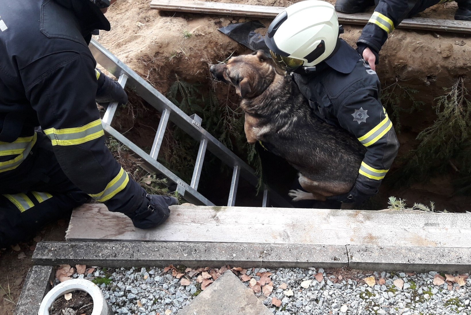 FOTO | Päästjad tõid hauast välja sinna kukkunud koera