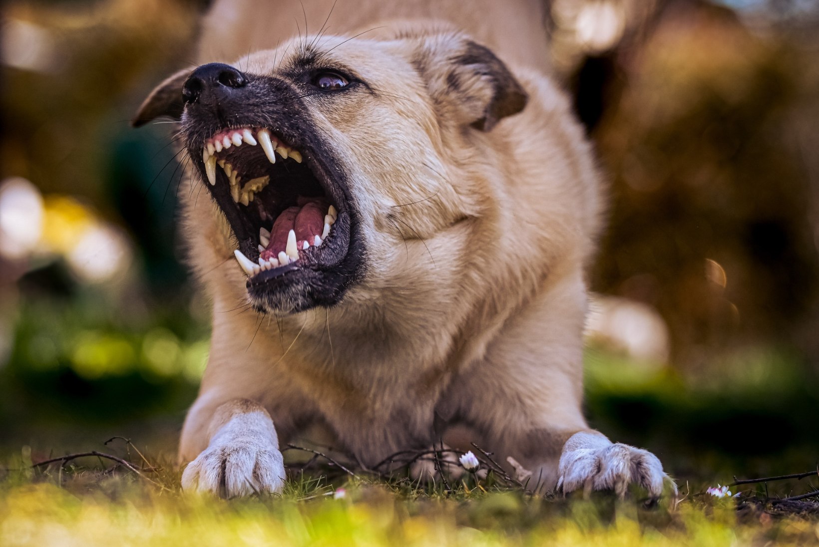 „Jälle ründasid koerad inimest ja tagajärjed on rängad!“ Koertekoolitaja Aivo Oblikas selgitab, miks nii juhtub
