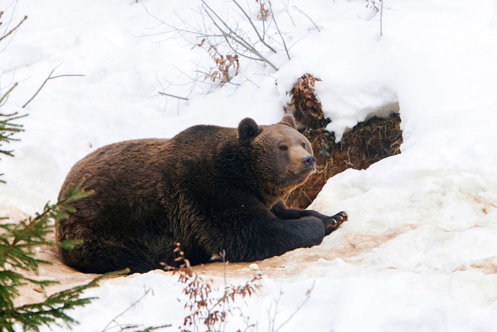 Talv on tulekul: karu otsib taliuinakukohta, nahkhiir talveunepaika