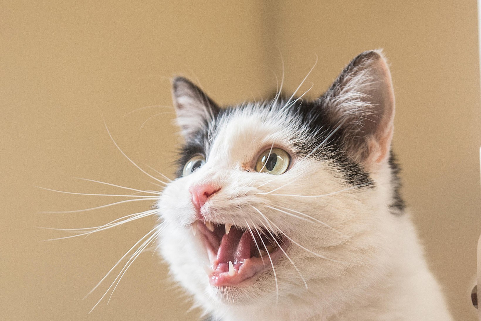 Õpi mõistma kassi juttu: näugumine võib tähendada täiesti erinevaid asju!