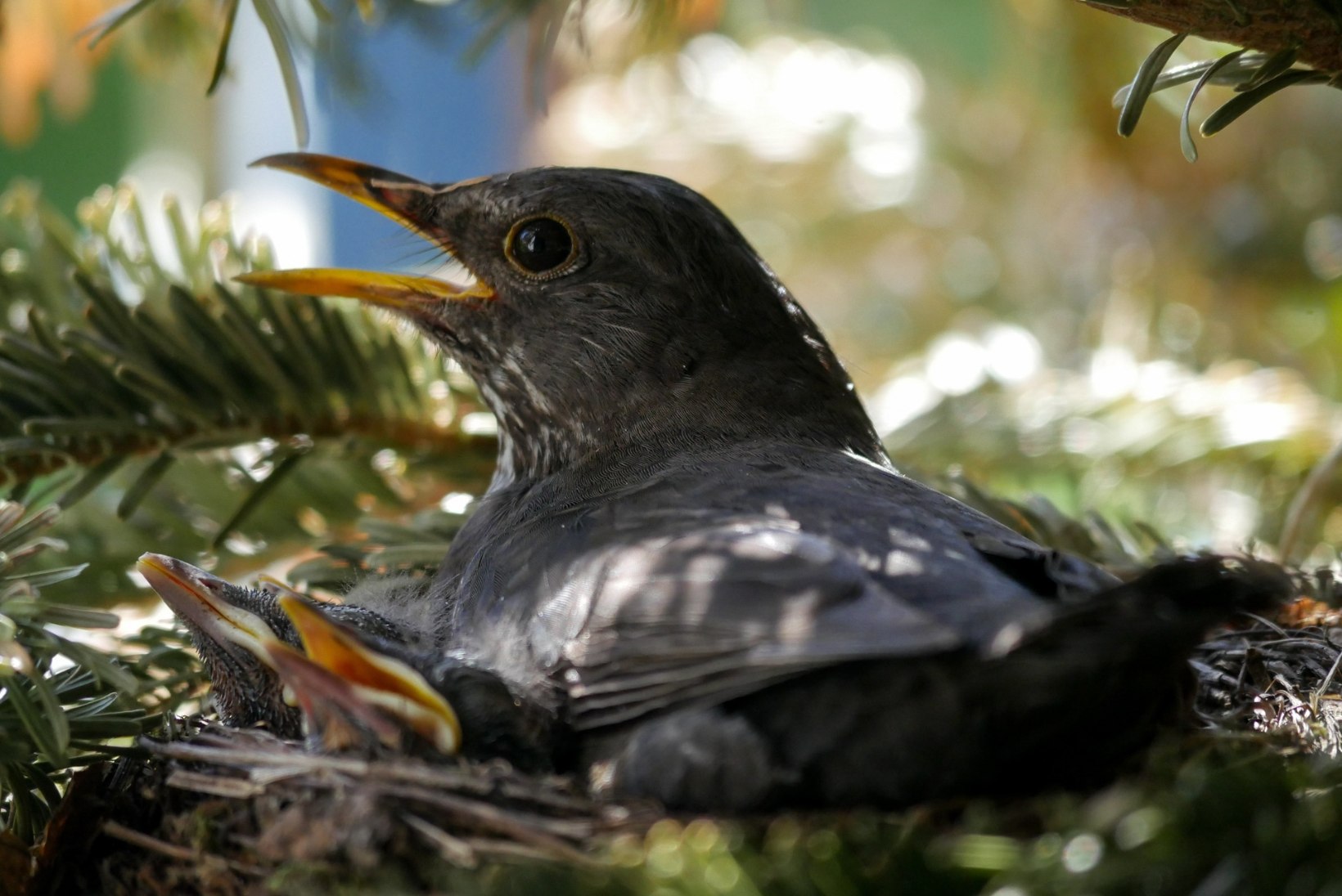 Pesitsusrahu kontrollitakse linnurikastes metsades