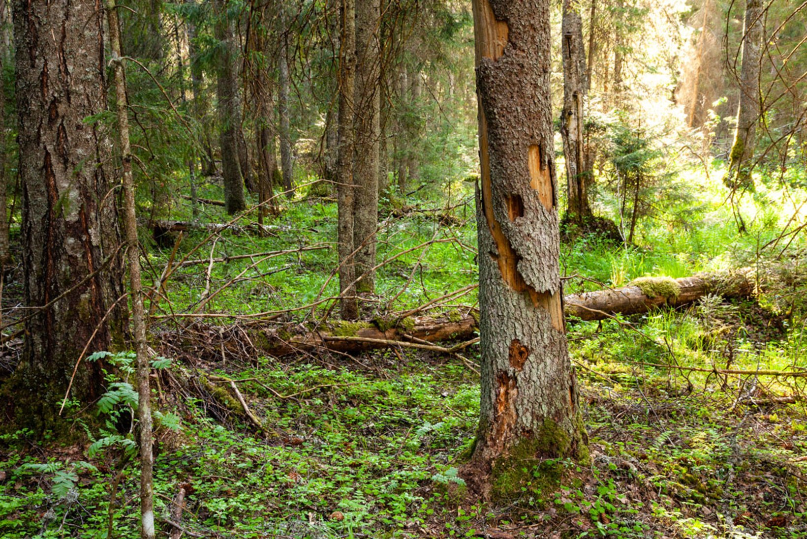 Metsauudised | Tänavu tõusevad Natura 2000 looduskaitsealade kompensatsioonid sihtkaitsevööndite osas