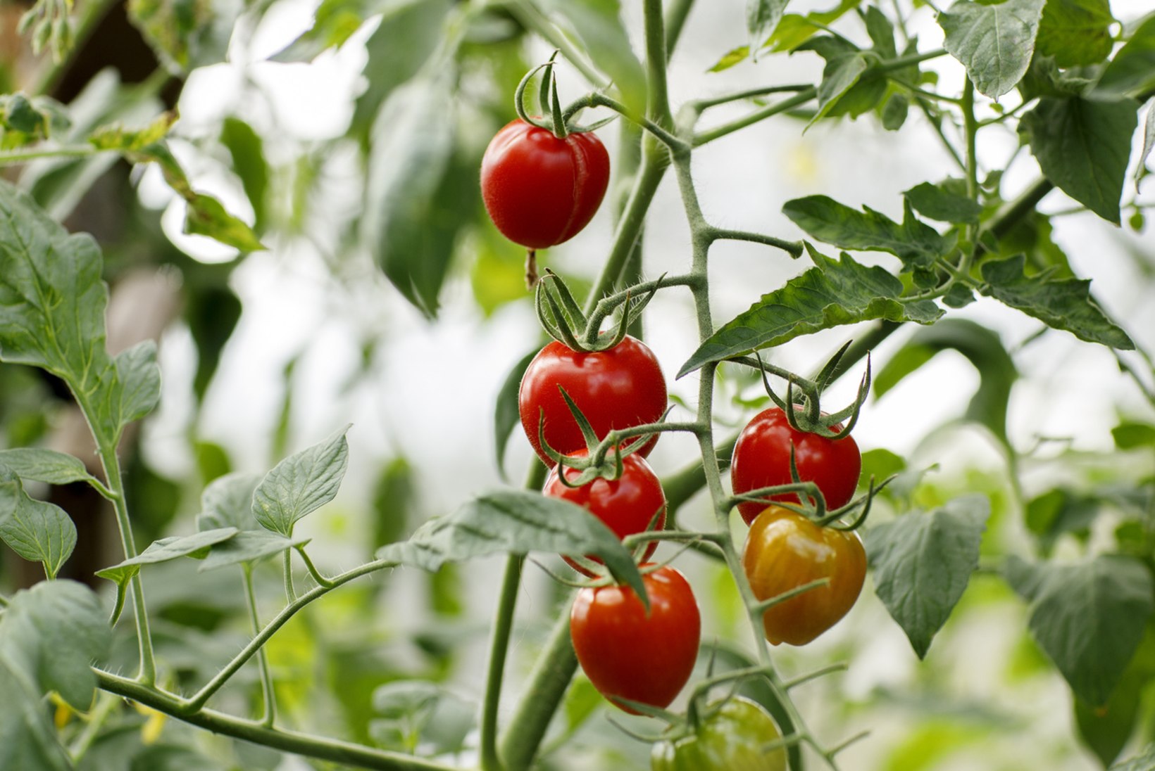 SUL POLE SELLEKS AIAMAAD VAJA: tomati aeg on käes!