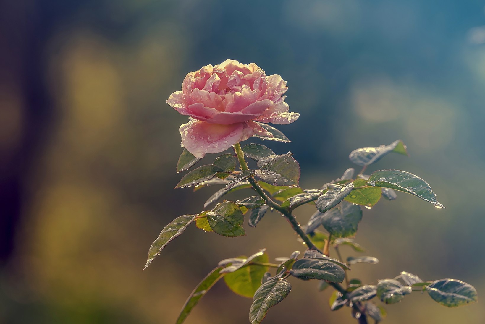 PÕHJALIKUD NÕUANDED: võta ette roosiaia kevadtööd