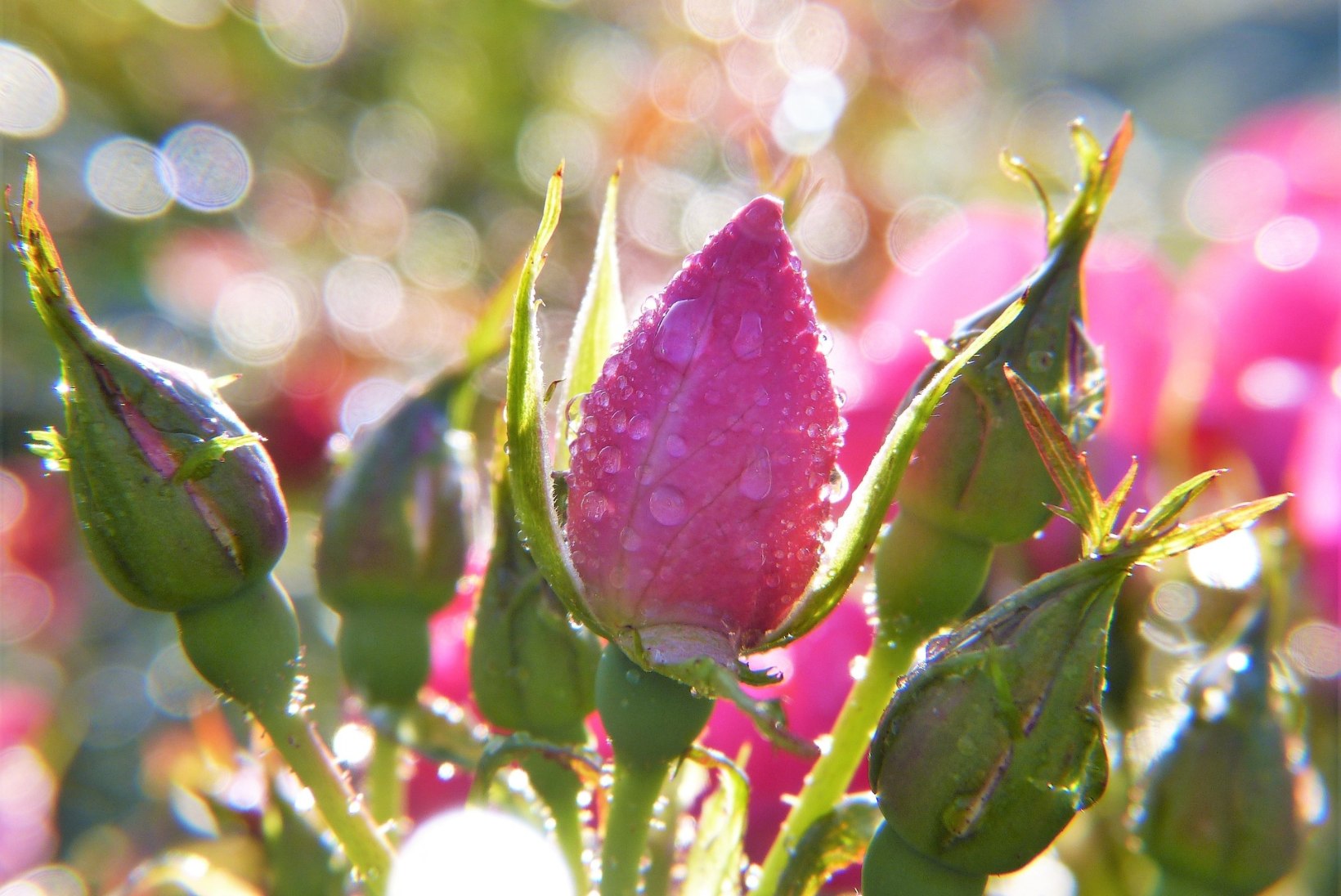PÕHJALIKUD NÕUANDED: võta ette roosiaia kevadtööd