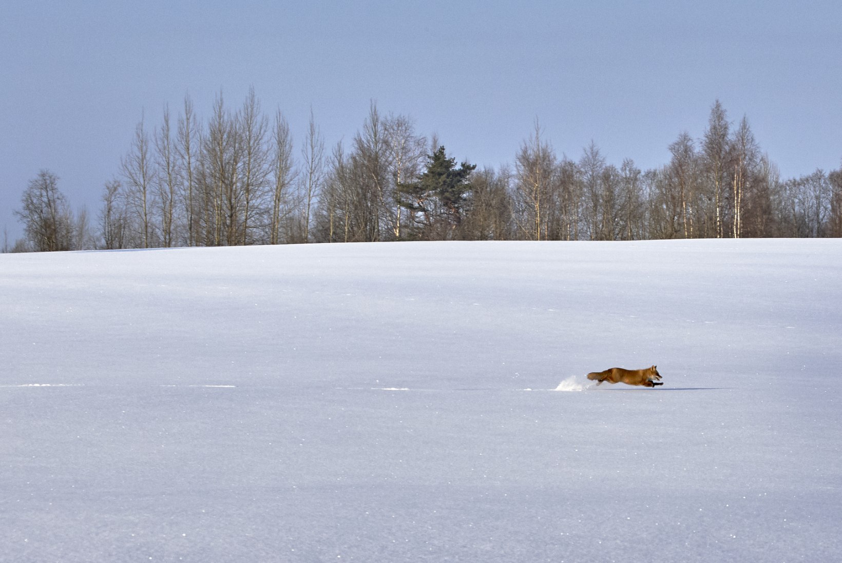 Kes siin lumel käis? Mine mööda rada viimase jäljeni – selle küljes peab olema ka loom!