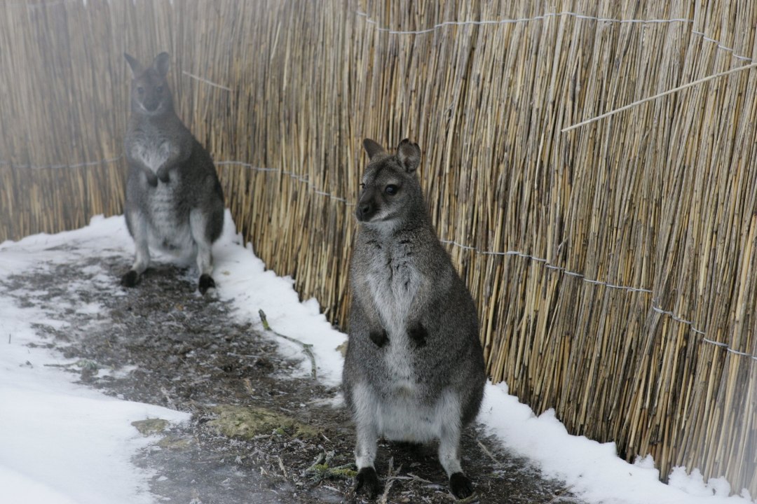 Saaremaa loomapargis lesestunud isakänguru on lohutamatus leinas