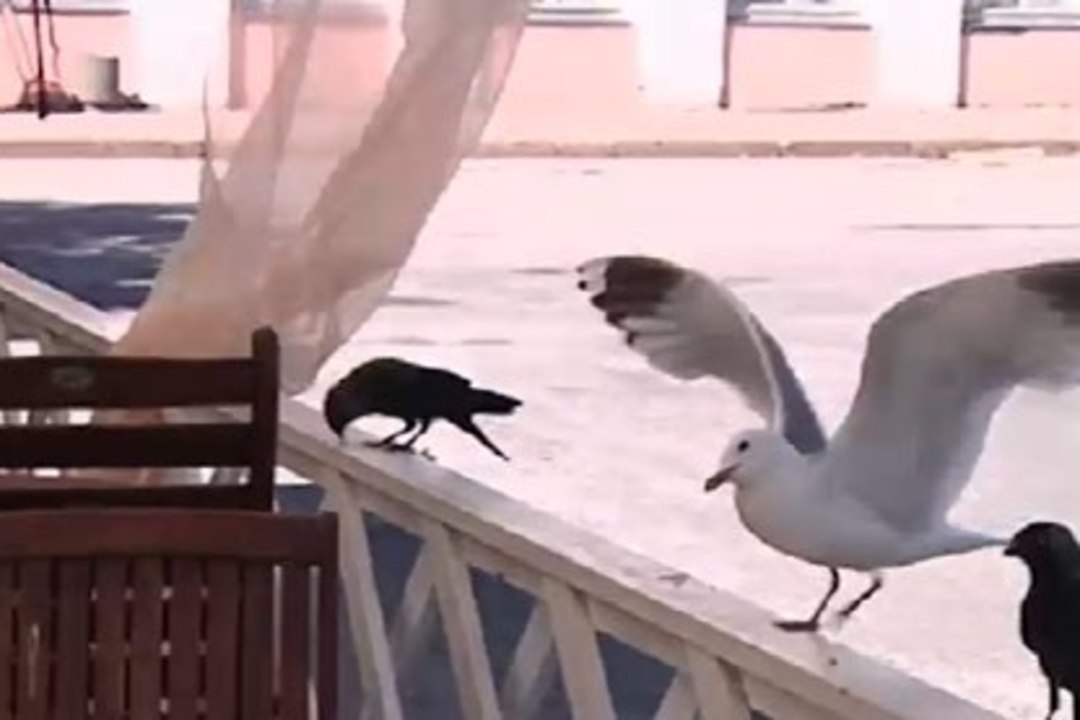 TV3 VIDEO | Kuressaares on linnuterror väljunud kontrolli alt