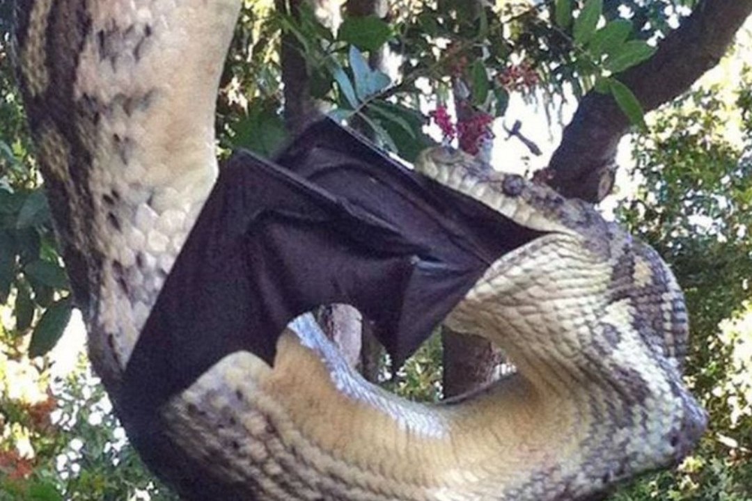 IMELINE JA HIRMUTAV: hiiglaslik püüton pistis nahka suure nahkhiire