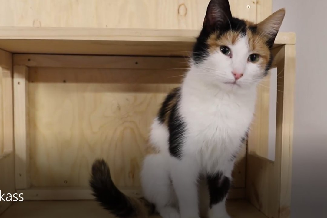 ÕHTULEHE VIDEO | Nädala koduotsija: üle kõige inimese lähedust armastav kassipreili Esmeralda