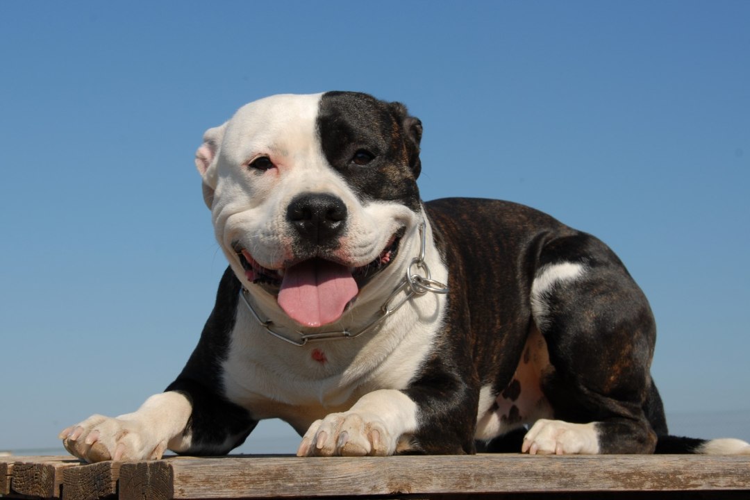 FOTO: vaata, mis juhtub mehega, kes üritas vägistada pitbulli