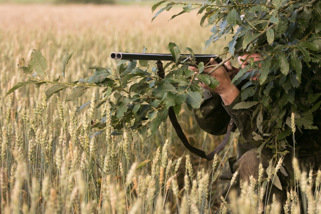Kütiti 19 ilvest ja 49 karu