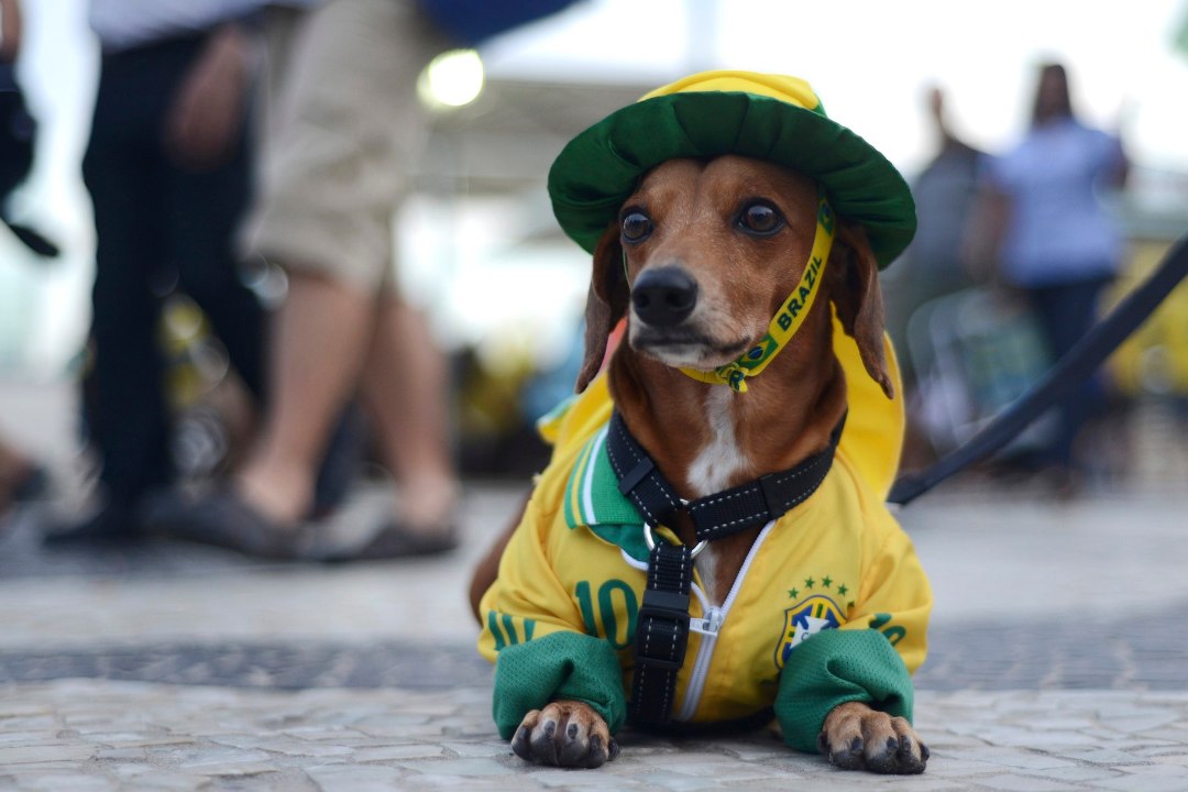 Deivil Tserp | Isegi koerad kardavad Rios oma elu pärast