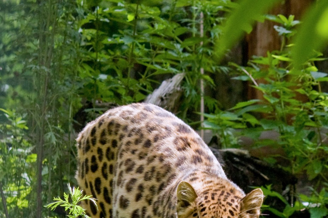 Suri Freddi – 13 Amuuri leopardi isa