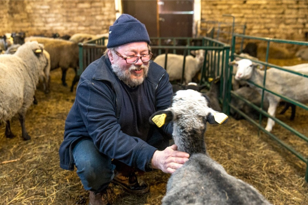 Parasmäe küla lambad teevad maiustusretki naabrite aiamaadele, rikkudes külarahu