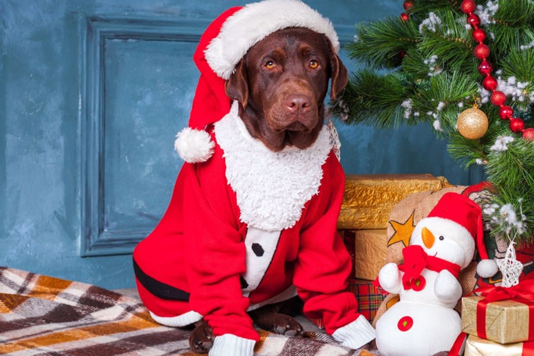 Loomakaitsjad hoiatavad: inimeste jõuluroad koertele ei sobi!
