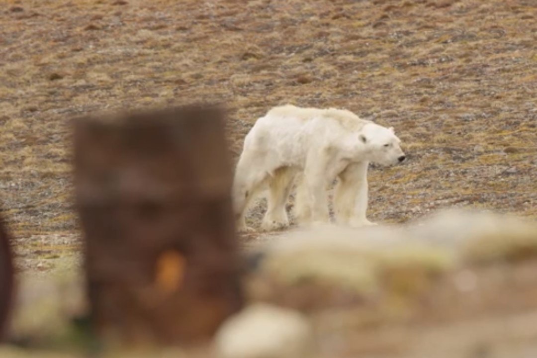 VIDEO | Jääkarud nälgivad kliima soojenemise tõttu