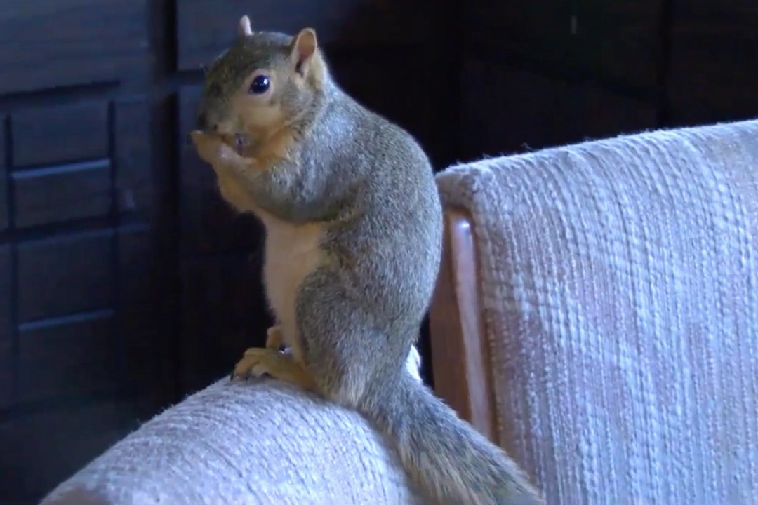 VAPPER ORAV! | Kodustatud orav tegi sissemurdnud vargale tuule alla!