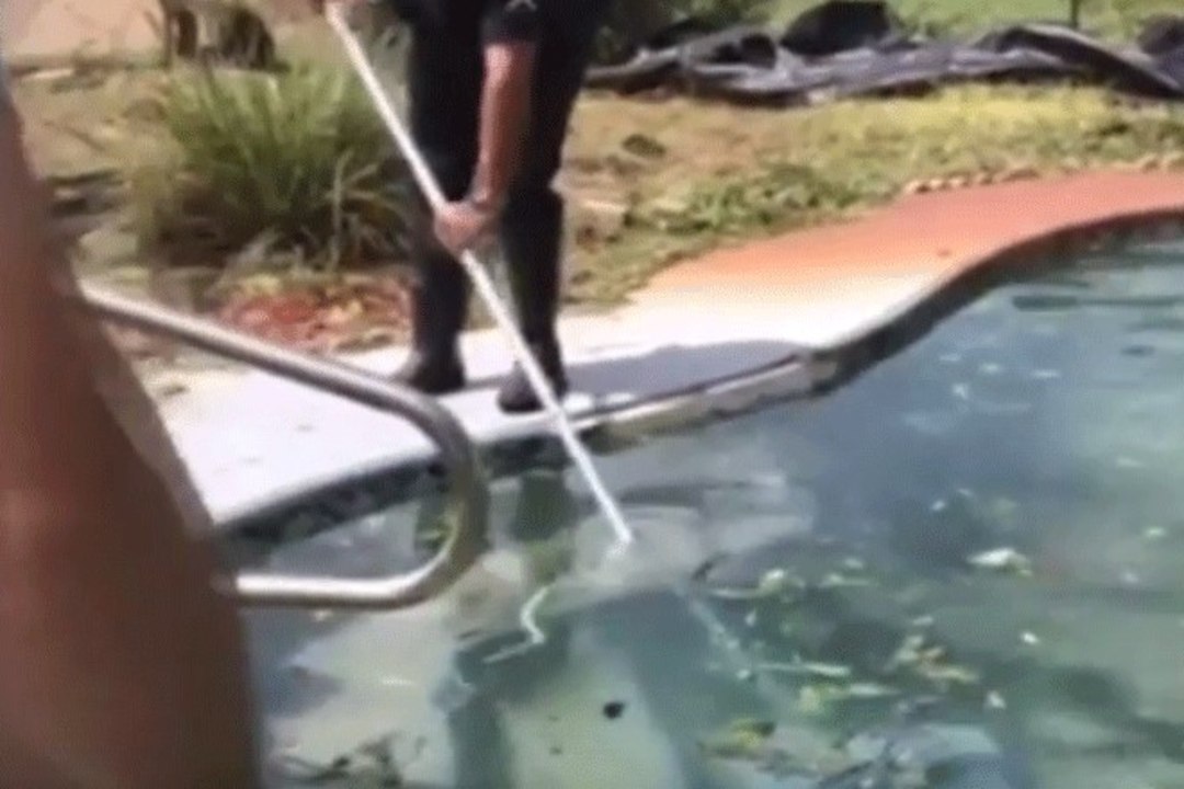 VIDEO | Pärast orkaani leiti ühest Floridas asuvast kodubasseinist alligaator