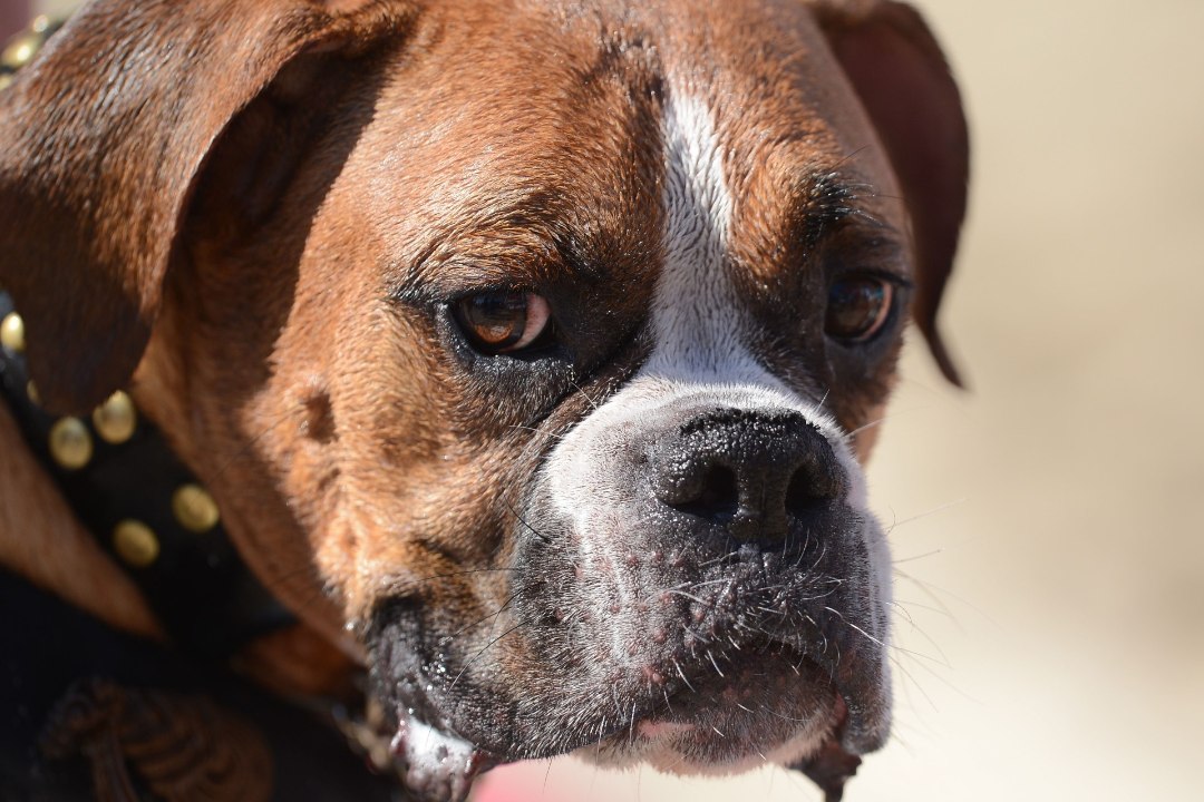 USKUMATU | Võitluskoer korraldas Mustamäel maraton-koeraründe