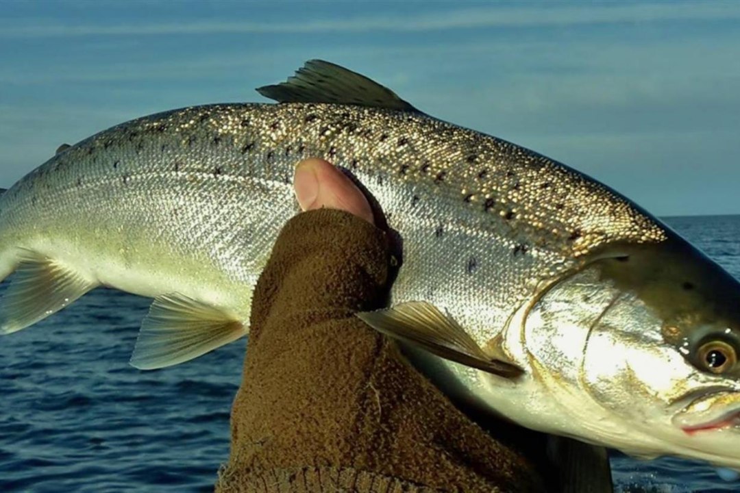 Alanud aastast on keelatud kalapüük Pudisoo jõe suudme lähistel