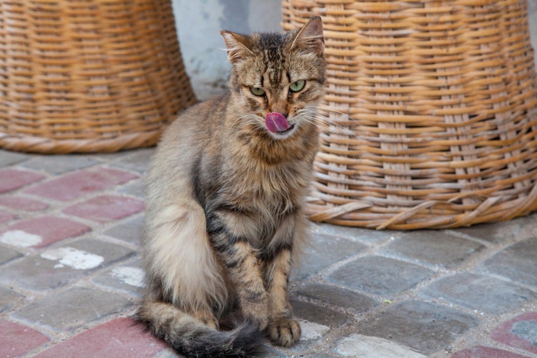 TURIST SURI MARUTAUDI: puhkuse ajal Marokos hammustas teda kass