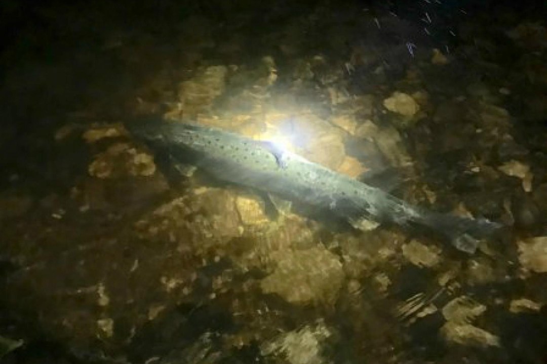 Kalavalvur Kiisler kutsub inimesi Kalastajate Seltsile appi
