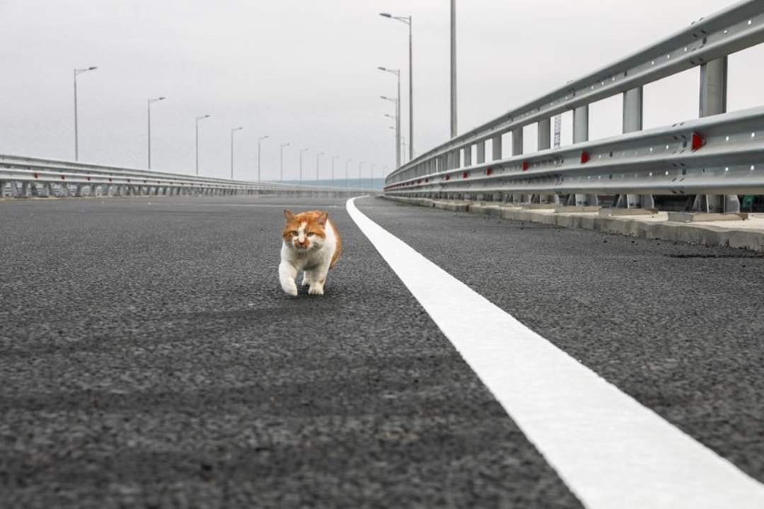 KRÕMNAŠ-KIISU: kass nimega Mostik ületas Kertši silla enne Putinit