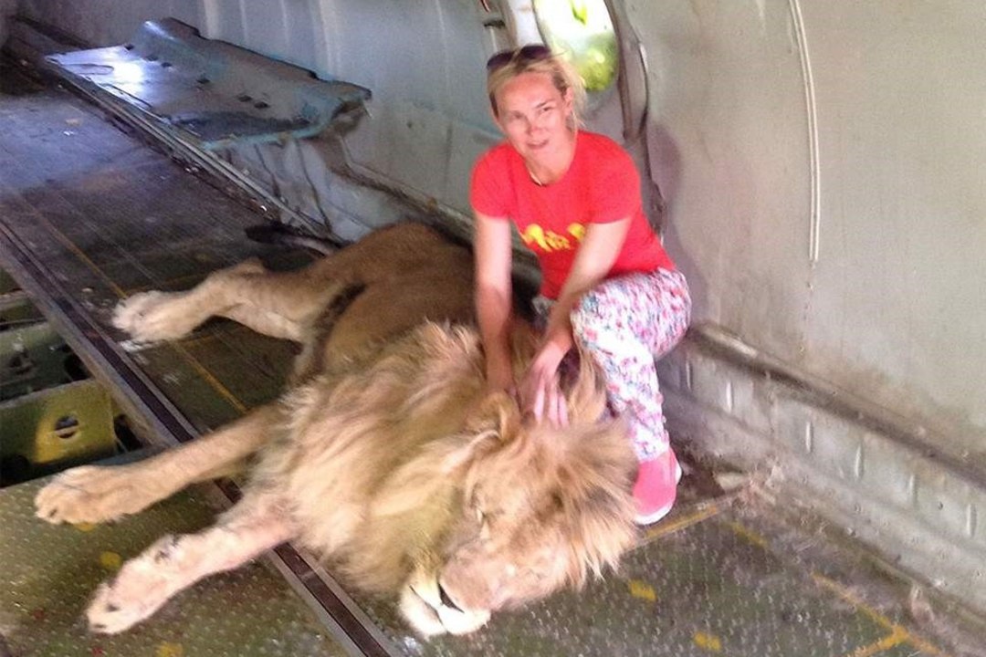 Lõvi ründas Ukrainas pildi jaoks poseerinud naist