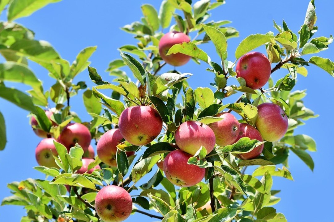 NIPID | 5 head soovitust, kuidas õunu säilitada