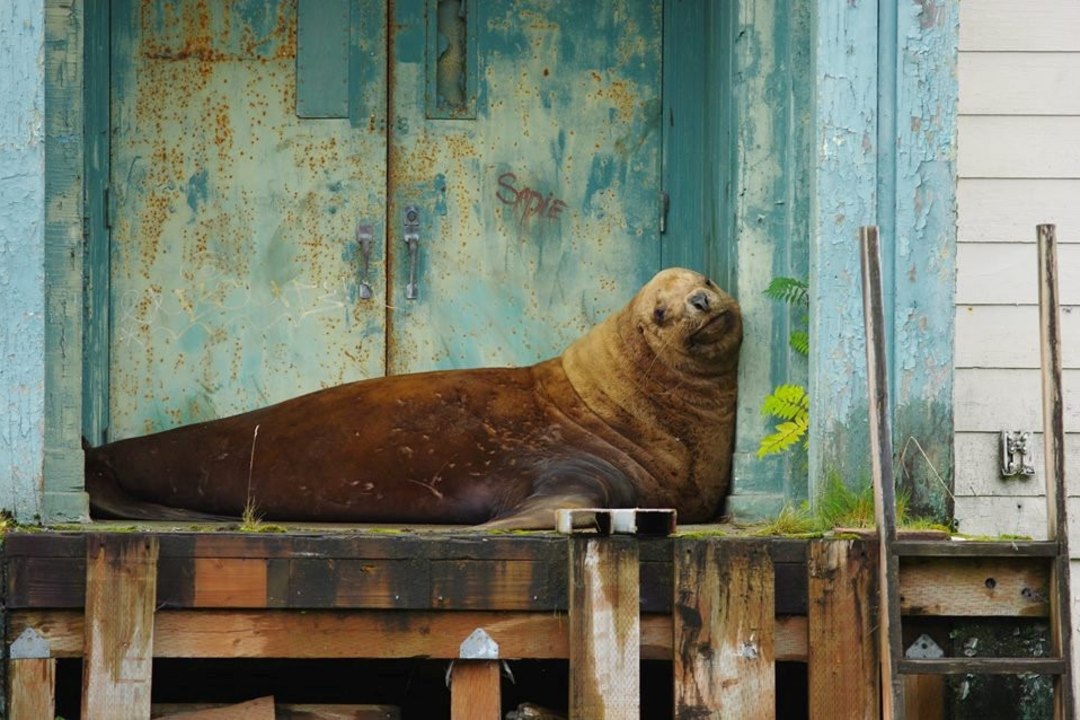 GALERII | UIH! Kuidas päästeti elumajade vahel ekselnud hiiglaslik merilõvi