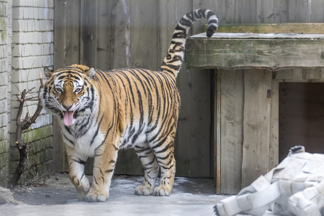 FOTOD | Tiiger Pootsmanni neljakuused kutsikad müravad Tšehhi loomaaias